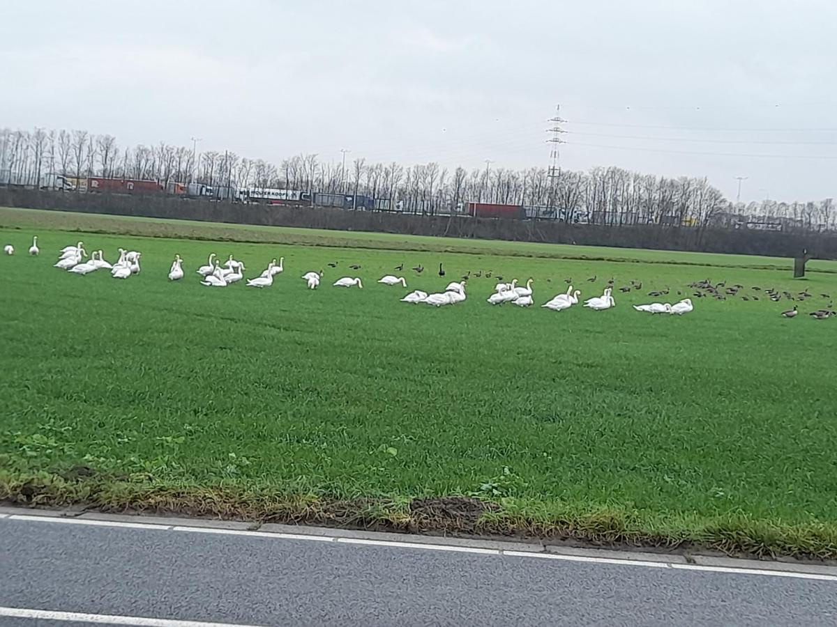 Apartament De Achtertuin Maasmechelen Zewnętrze zdjęcie
